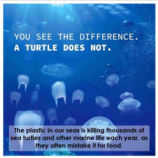 Plastic Bags and Turtles