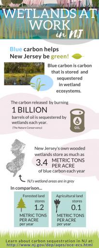 NJDEP - Wetlands at Work